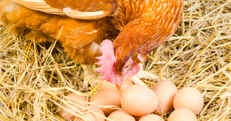 huevos de gallina para incubar