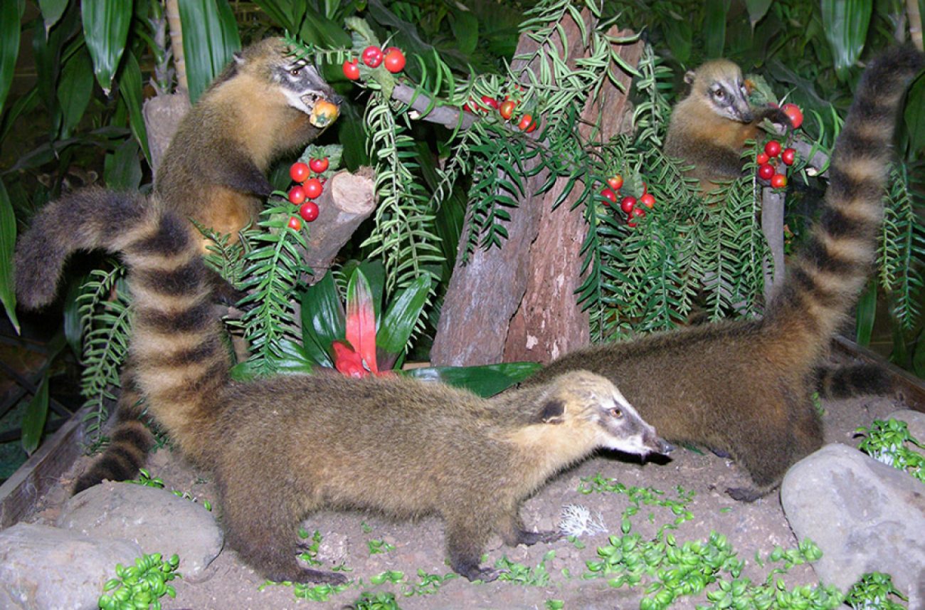 Museu é dividido em várias exposições e conta com animais empalhados  - Museu de Zoologia da Unesc/Divulgação
