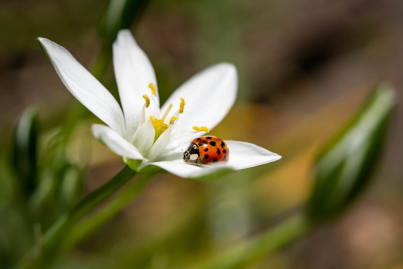 joaninha vermelha em uma flor branca