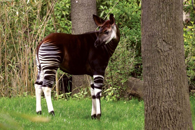 Conheça o Ocapi: parente da girafa, mas com listras de zebra