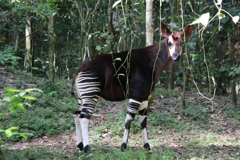 Ocapi em zona florestal