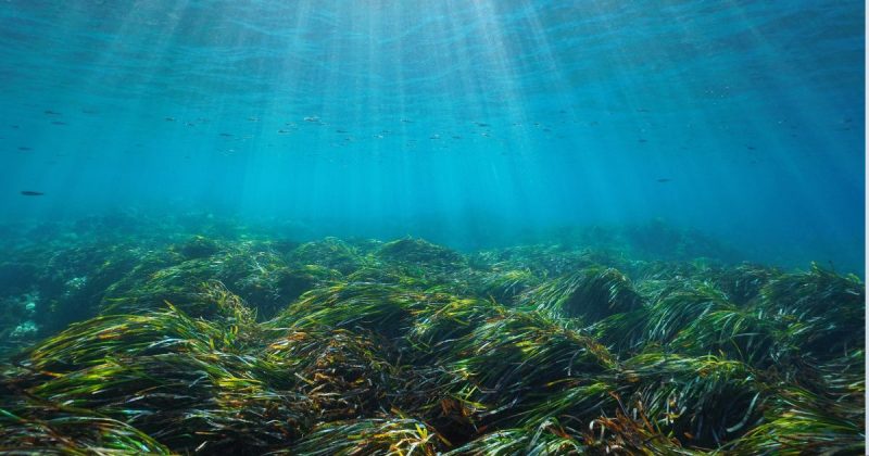 Oceano no fundo com algas