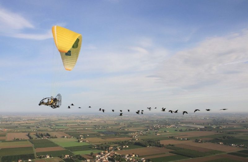 Os "pássaros antigos" seguindo aeronave leve