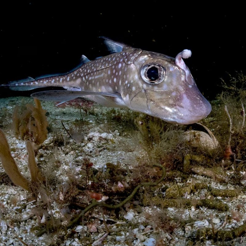 Peixe-fantasma recém-descoberto traz luz sobre misteriosos tubarões fantasmas