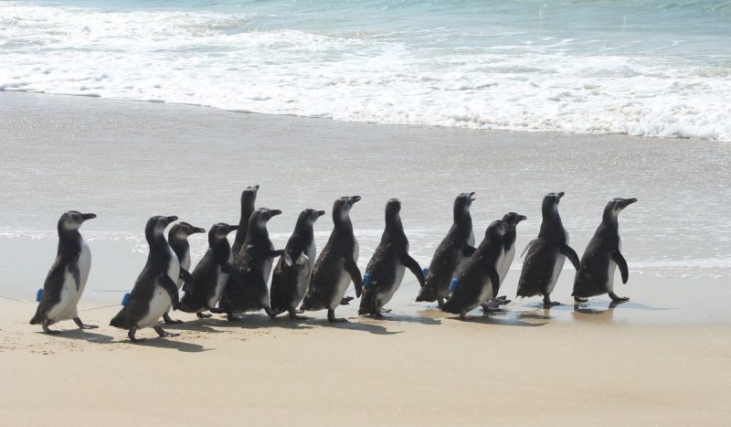 Animais da espécie pinguim-de-Magalhães andando na praia em direção ao mar