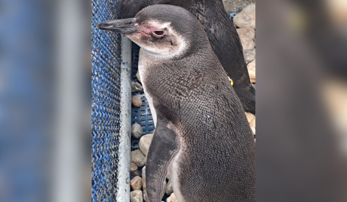 Após o tratamento, pinguim-de-Magalhães foi solto no mês passado - R3 Animal/Divulgação/ND