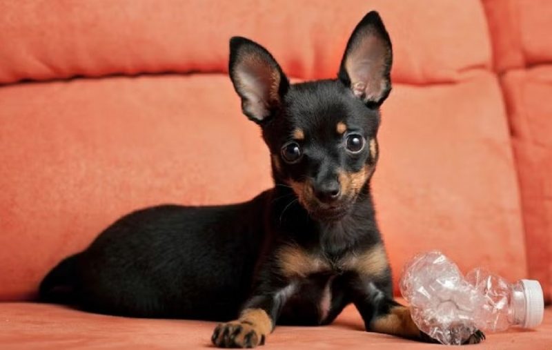 Pinscher do tamanho 0