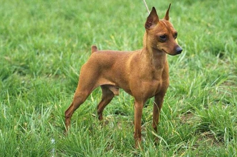 Pinscher do tamanho 1