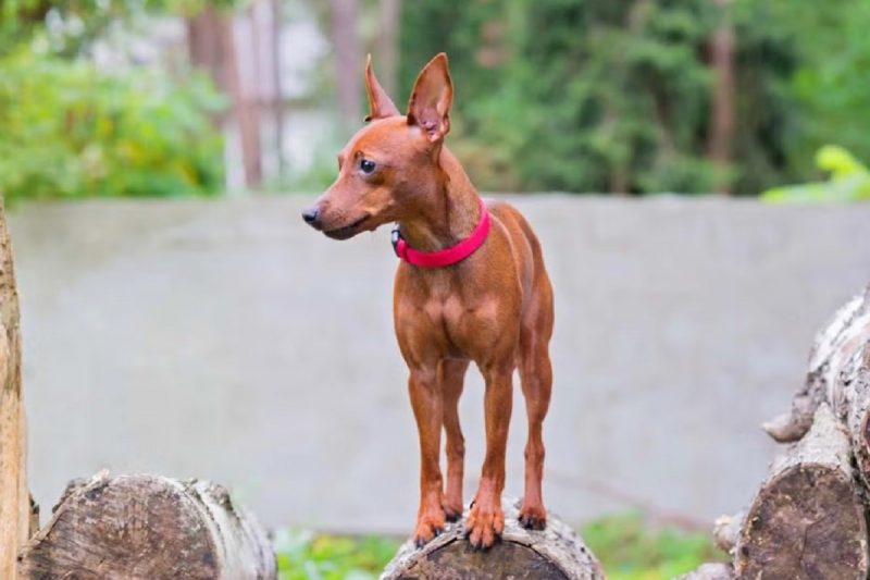 Pinscher do tamanho 3