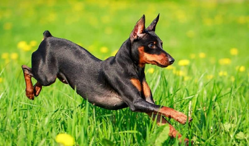 Pinscher do tamanho 2