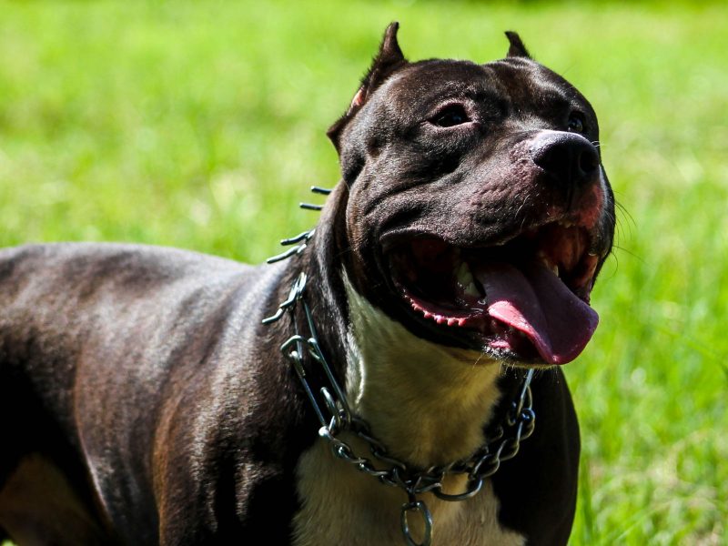 Pitbull com coleira solto em gramado verde