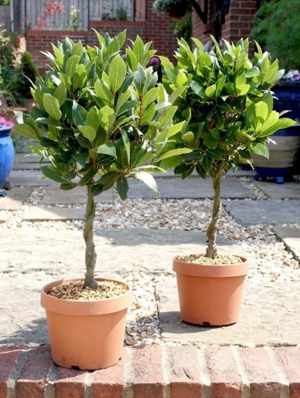 Duas plantas de loureiro em vasos