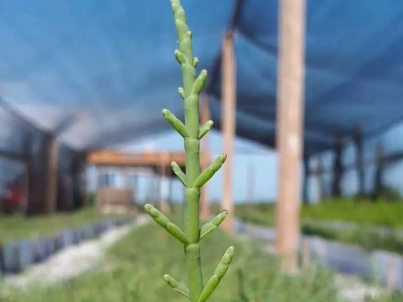 Plantas halófitas crescem mais quando adubadas com sal 