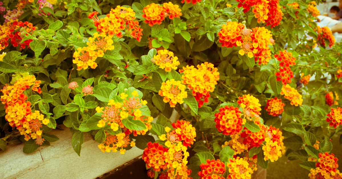 Lantana camara - Canva/Divulgação/ND