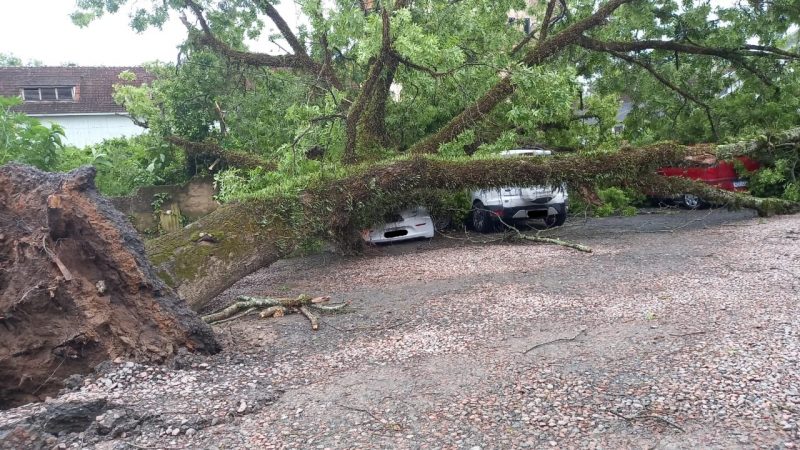 Árvore centenária caída sobre carros após forte temporal em Rio do Sul 