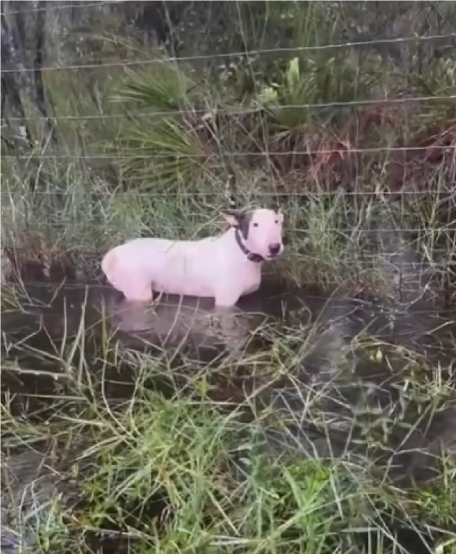 Cachorro amarrado em cerca antes da chegada do furacão