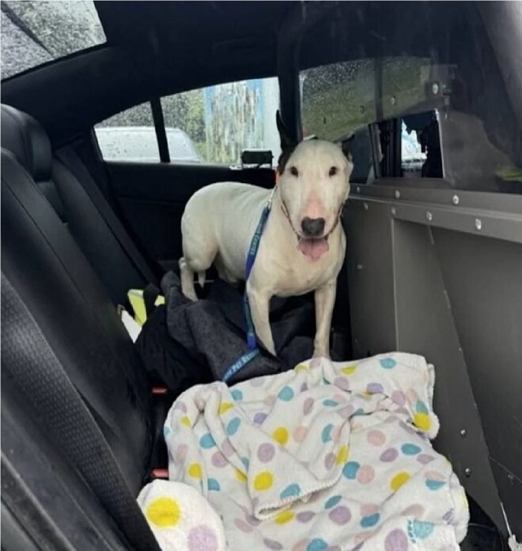 Cachorro sorridente dentro da viatura da polícia 