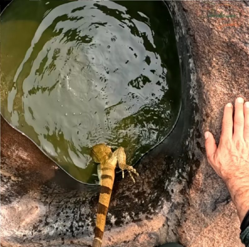 Pescador puxou iguana pelo rabo para fora da água