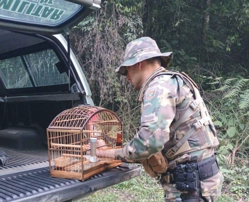 Policial militar pegando trinca-ferro de gaiola para soltá-lo novamente na natureza 