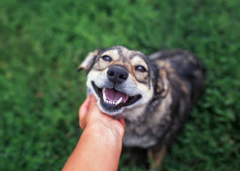 Cachorro dando sorriso