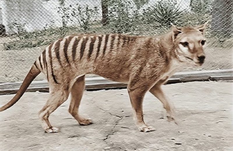 Fotografia de um tigre-da-tasmânia