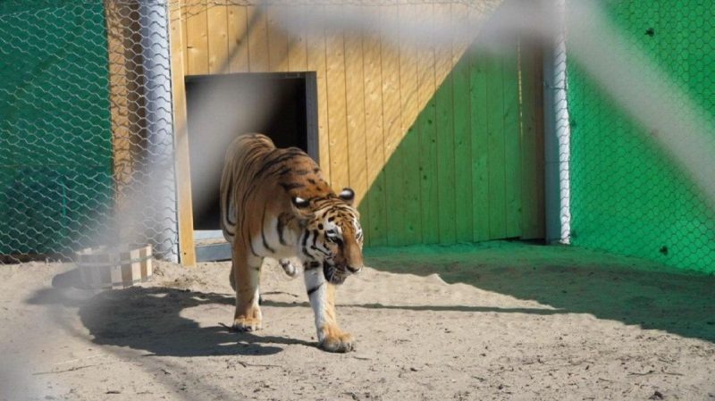 Tigre-Siberiano em uma reserva no Cazaquistão