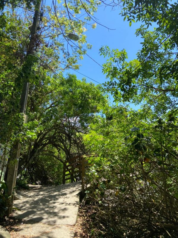 Vista da trilha do Matadeiro, uma das trilhas de Florianópolis