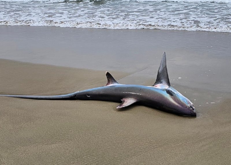 Dead fox shark washed up on beach in Australia