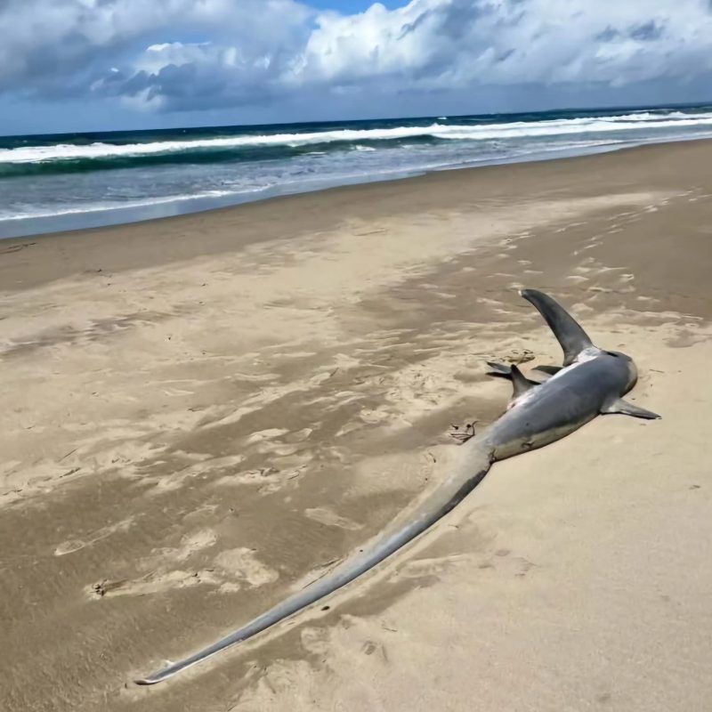 Dead fox shark washed up on beach in Australia