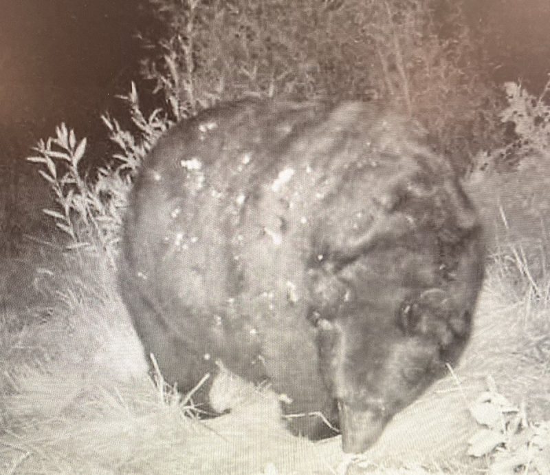 Urso gigante registrado em uma trilha nos Estados Unidos