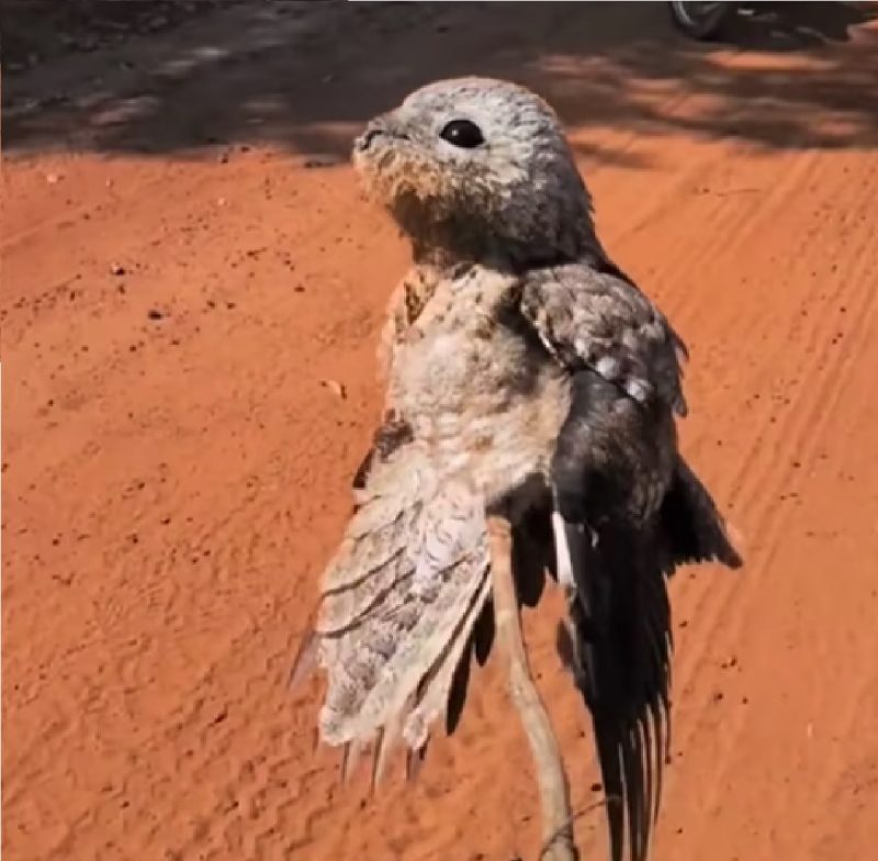 Registro de um urutau, ave fantasma que se camufla e quase não é vista por humanos 