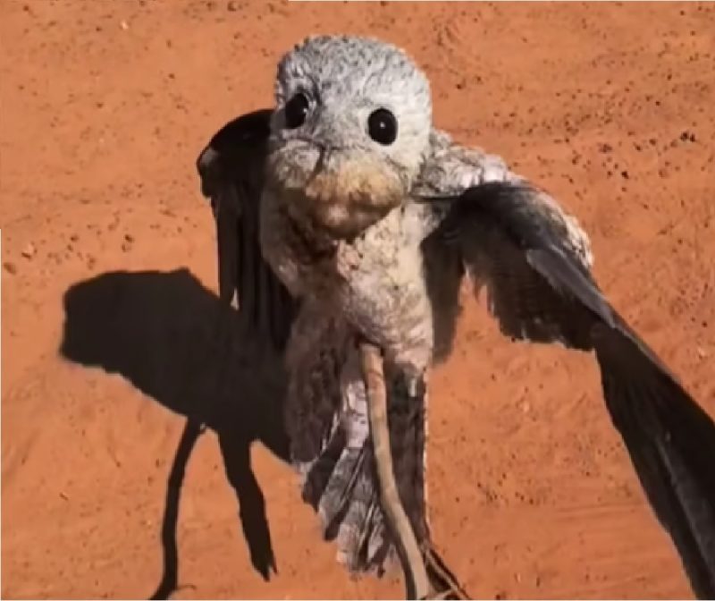 Urutau, ave fantasma em cima de galho em estrada de terra em São Paulo