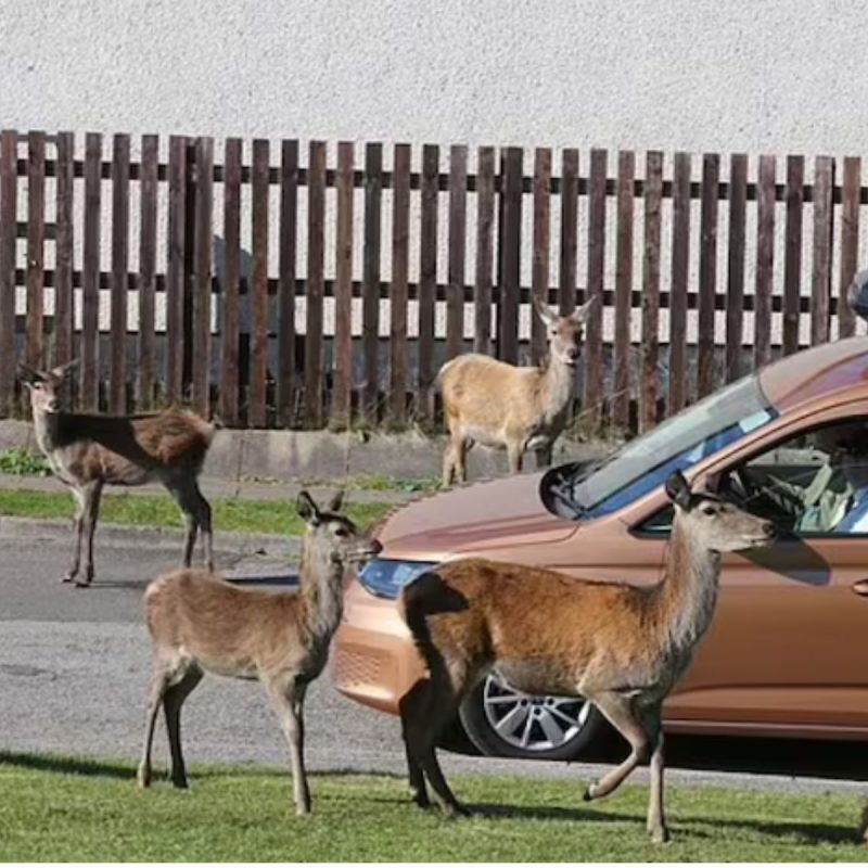 Veados invadem cidade da Escócia 