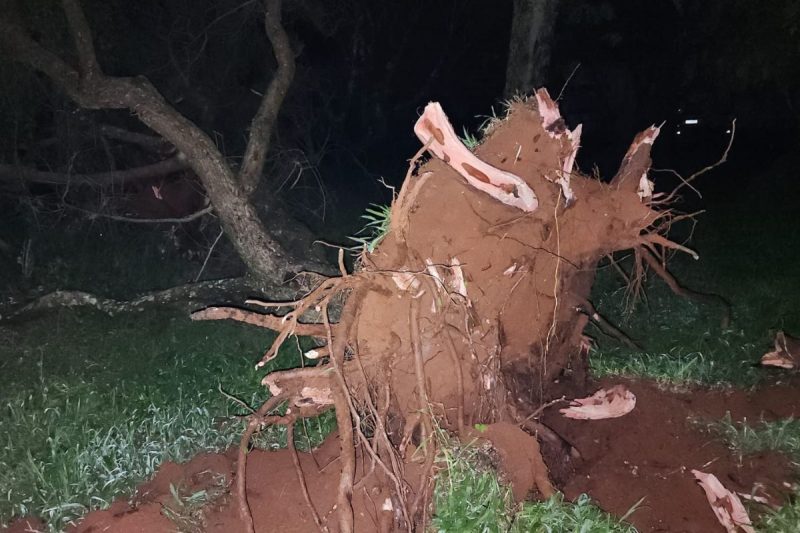 árvore arrancada pelo vendaval que atingiu o município de zortéa