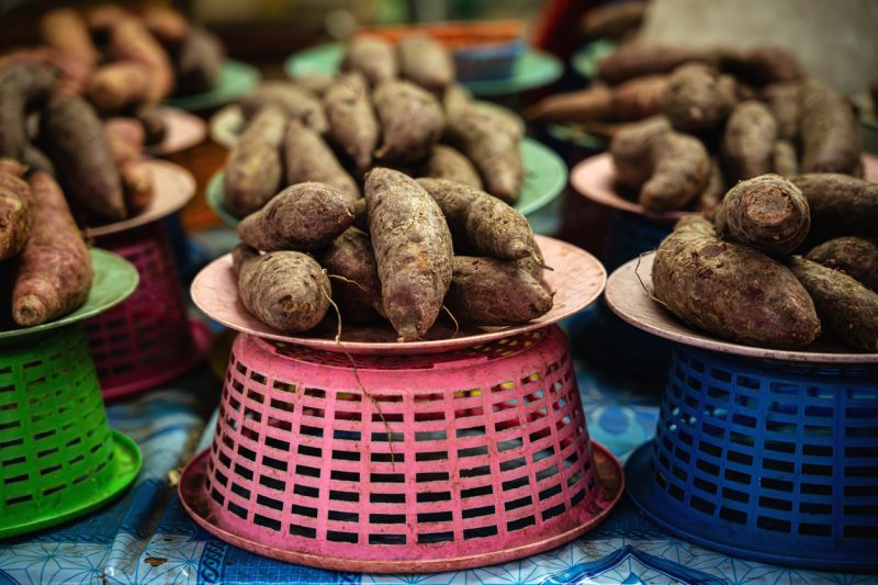 Batata yacon para diabetes: ajuda no controle da glicemia