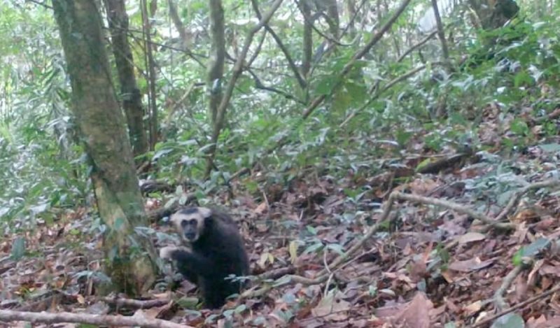 Gibão-cristado sentado no chão em frente a árvores de uma floresta