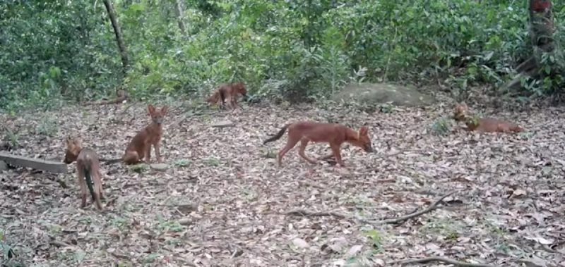 Matilha de cães-selvagens-asiáticos em uma floresta das Montanhas Cardamomo Centrais