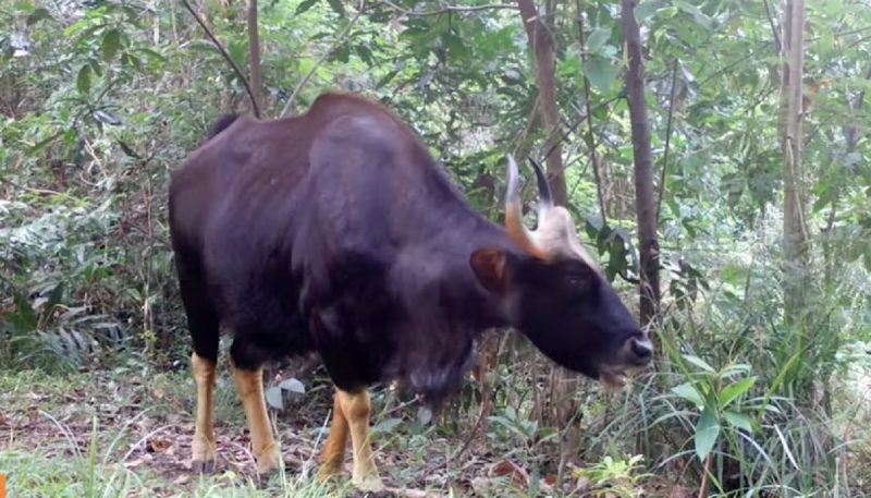 Gaur registrado por uma câmera escondida em meio a floresta das montanhas