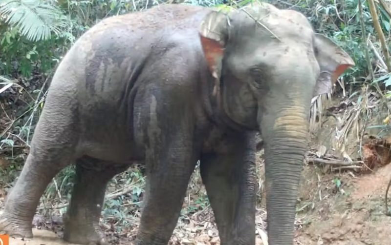 Elefante asiático registrado em meio a uma floresta