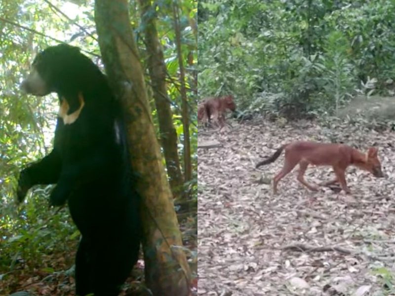 Montagem de fotos com dois animais ameaçados de extinção: à esquerda, um urso-malaio; à direita, uma matilha de cães-selvagens-asiáticos