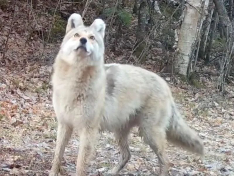 A imagem mostra o animal misterioso encontrado pelos pesquisadores em Minnesota 