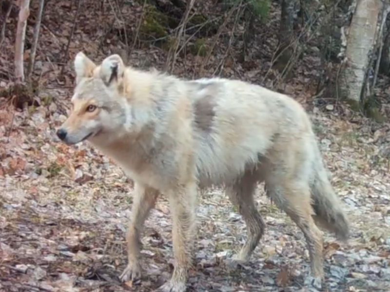 A imagem mostra o animal misterioso encontrado pelos pesquisadores em Minnesota 