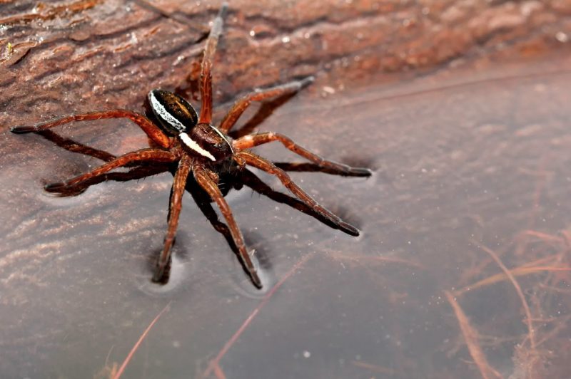 Aranha de jangada em um pântano