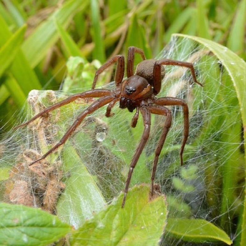 Aranha gigante, da espécie aranha de jangada, em sua teia