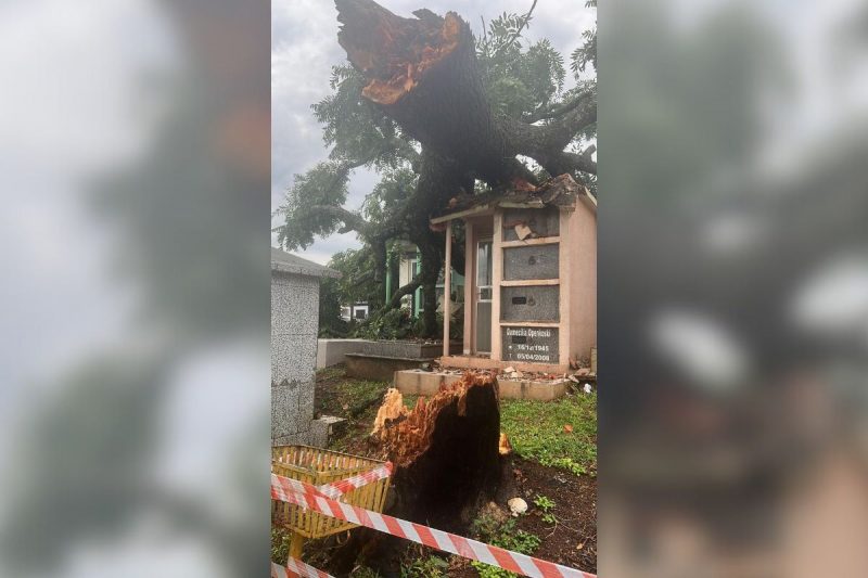 Árvore de 20 metros sobre túmulos e capelas no cemitério da Linha Tomazelli 