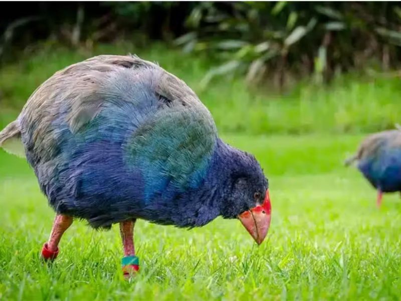 A imagem mostra um takahē, ave pré-histórica que foi reinserida na natureza 