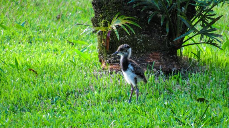 Foto mostra uma das aves filhotes no parque