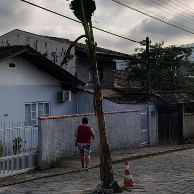 bananeira no meio da rua