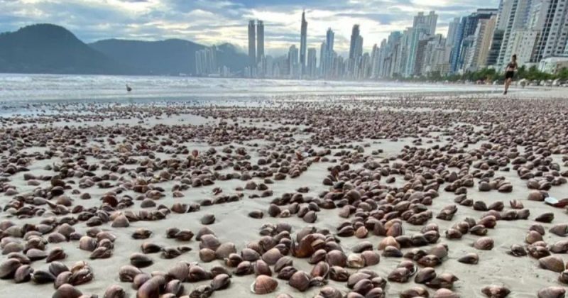 Berbigões espalhados na areia da Praia Central, em Balneário Camboriú