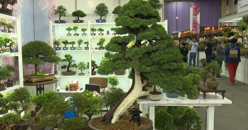 Bonsai raro da espécie Junípero Shimpaku